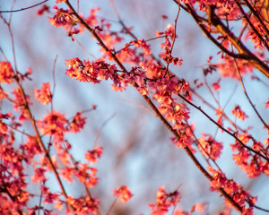 Branches of beautiful cherry blossoms during early spring bloom season