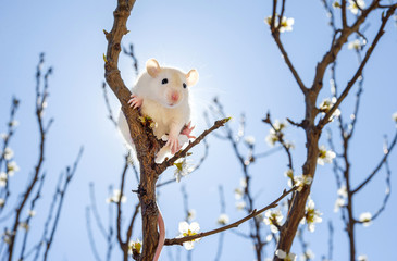 Little cute white mouse sitting on a branch of a spring flowering fruit tree against the blue sky...