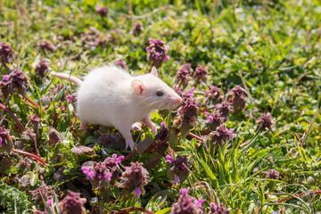 Cute little mouse sitting on the grass next to  flowers