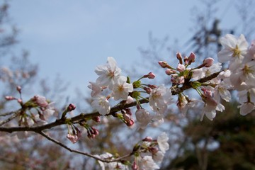 Japanese cherry tree
