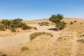 green trees in the desert, Gobi desert, Mongolia