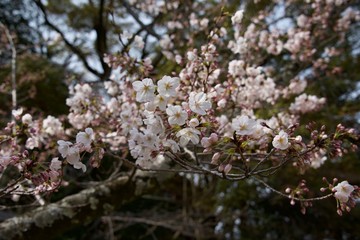 Japanese cherry tree
