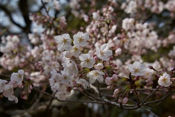Japanese cherry tree