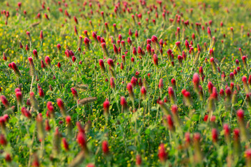 Field of Flowers Weeds Pink Rasberry Color on a Sunny Spring Day