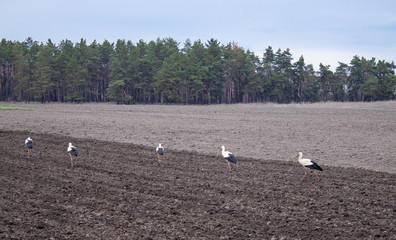 Fototapeta na wymiar Stork on a plowed field. Birds are looking for food on the field.