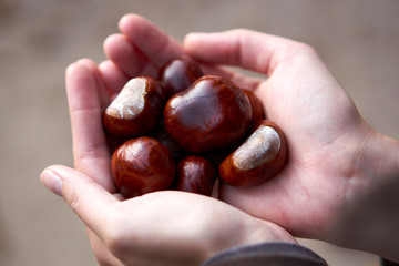 collecting chestnuts