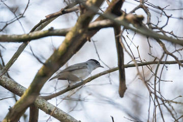 Eurasian Blackcap Perched on Branch in Springtime