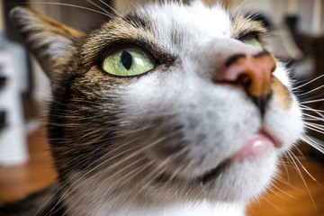 curious