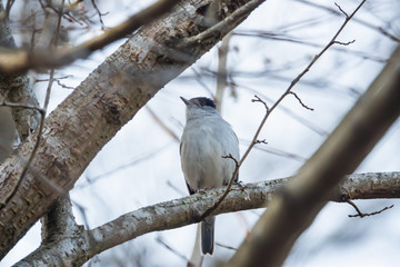 Fototapeta premium Eurasian Blackcap Perched on Branch in Springtime