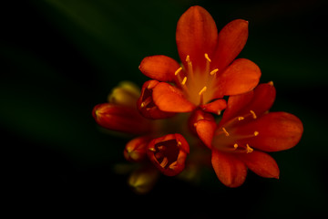 Beautiful orange flower blooming in greenhouse.