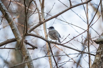 Eurasian Blackcap Perched on Branch in Springtime