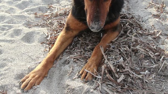 cute brown dog