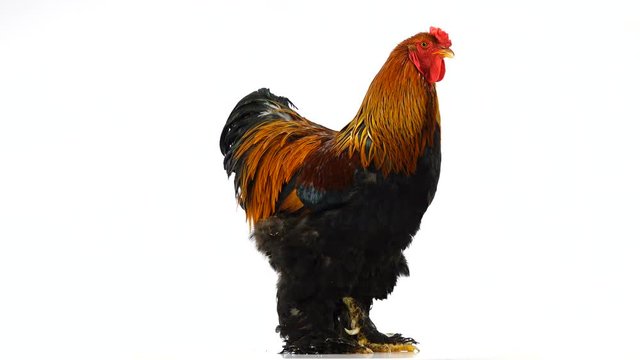 rooster Brahma moves around the camera isolated on white screen