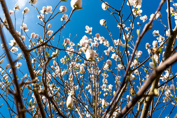 Ripening magnolia flowers on a tree against the background of a blue, spring sky.