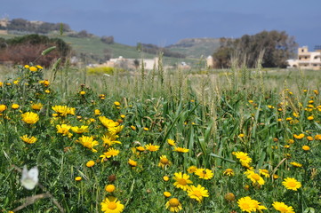 Spring wheat fields Gozo Malta