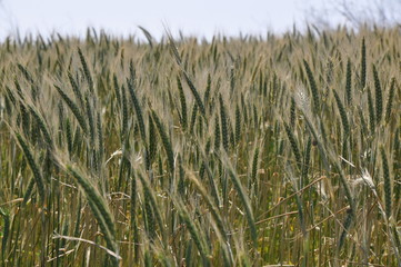 Wheat fields Gozo Malta