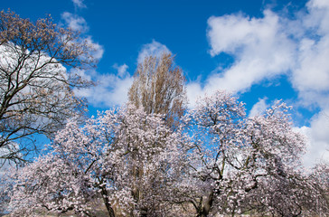 Obraz na płótnie Canvas Blue sky and white blossoming trees.