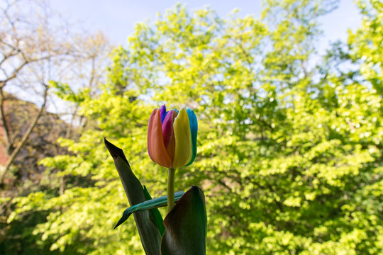 Beautiful tulip in a spring green garden.