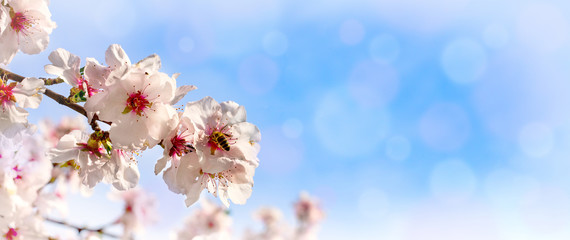 Naklejka premium Almond blossom on the Bergstrasse in Hesse