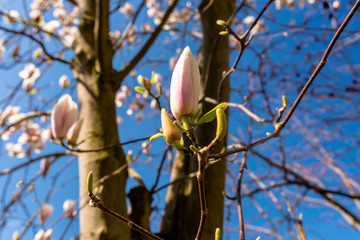 Ripening magnolia flowers on a tree against the background of a blue, spring sky.