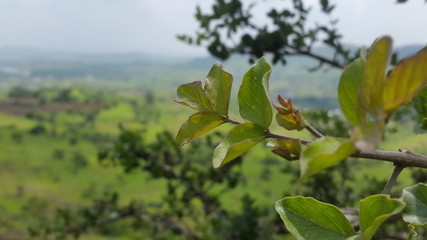 green leaves and blue sky