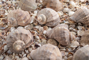 Sea shell pearl background. Seashells texture closeup.ish, sand, coral in the beach.