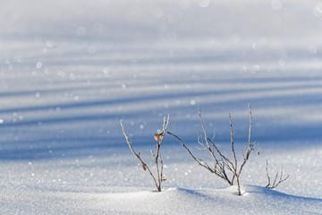 Fototapeta na wymiar Life finds its way through the snow, Kluane National Park, Yukon