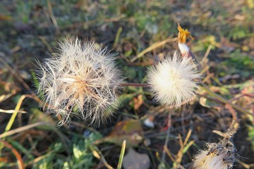 Faded hieracium flowers in autumn garden, closeup