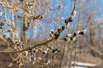 Early spring. The buds on the willow.