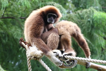 Gibbons at the zoo