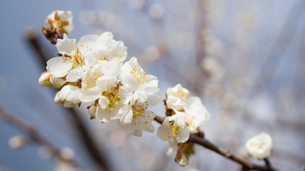 spring nature flowers