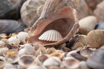 Sea theme background with shells scattered close-up. Sea shell collection.
