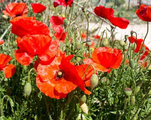 Wonderful red  poppy flowers in countryside, spring is in the air.