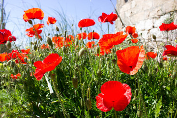 Wonderful red  poppy flowers in countryside, spring is in the air.