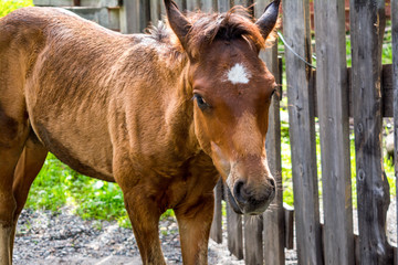 Brown foal on a background of nature 