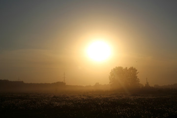 Sunset on the background of a large field with blooming dandelions and forest in the evening twilight