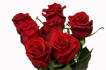 Red roses as symbol of love and passion in the bouquet on the white background