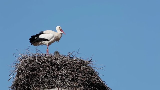 Wei&szlig;storch auf dem Nest