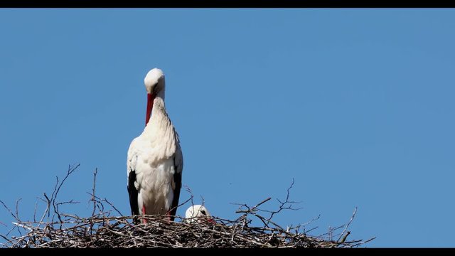 Wei&szlig;storch auf dem Nest