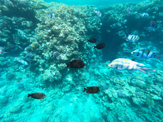 Underwater photography of coral reefs in the red sea. Clear blue water, beautiful corals. Natural natural background. Place to insert text. The theme of tourism and travel.