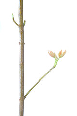 branches of a young tree with buds and small new leaves, isolated, springtime concept