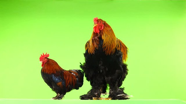 mali and big rooster, same age, on green screen