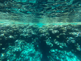 Underwater photography of coral reefs in the red sea. Clear blue water, beautiful corals. Natural natural background. Place to insert text. The theme of tourism and travel.