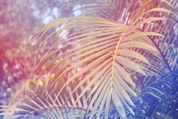 Close up the Tropical Leaves Texture with Dreamy Effect