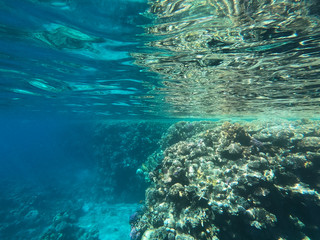 Underwater photography of coral reefs in the red sea. Clear blue water, beautiful corals. Natural natural background. Place to insert text. The theme of tourism and travel.