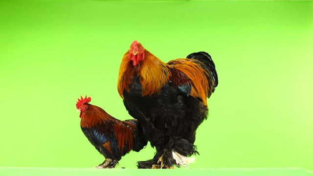 mali and big rooster, same age, on green screen
