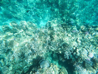 Underwater photography of coral reefs in the red sea. Clear blue water, beautiful corals. Natural natural background. Place to insert text. The theme of tourism and travel.