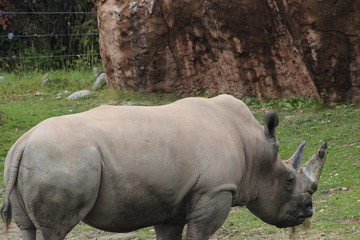 Fototapeta premium Rhino standing in the tall, dry grass with birds on his back