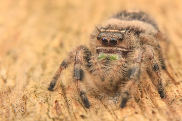hyllus diardi or jumping spider male asian borneo