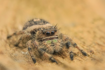 hyllus diardi or jumping spider male asian borneo